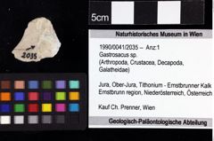 Foto (Objket + Etiketten) von Gastrosacus sp. 